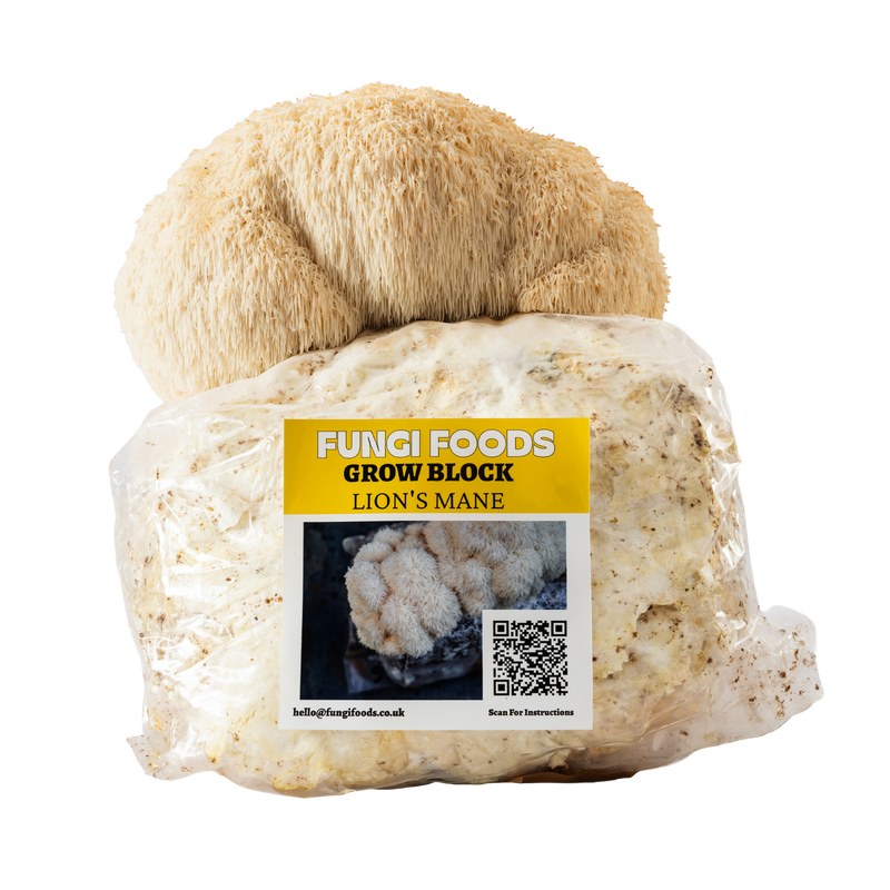 Lion's Mane Mushroom Grow Kit Fruiting Block
