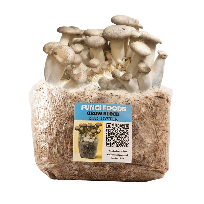 King Oyster Mushroom Grow Kit Fruiting Block