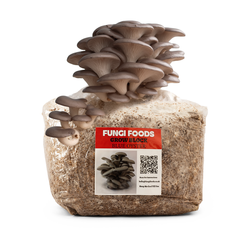 Blue Oyster Mushroom Grow Kit Fruiting Block