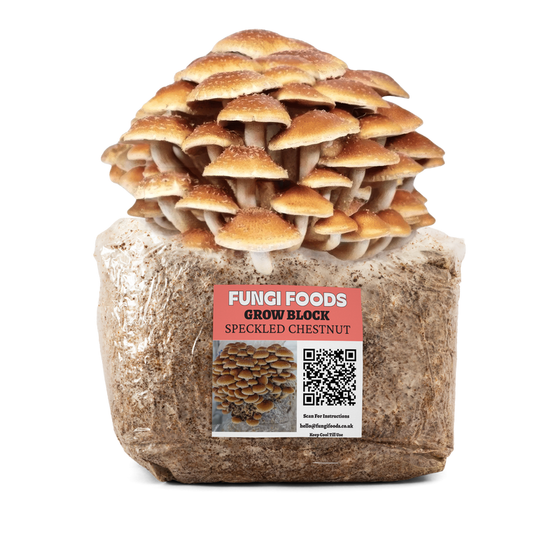 Speckled Chestnut Mushroom Grow Kit Fruiting Block