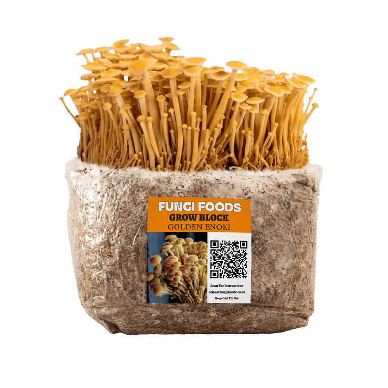 Golden Enoki Mushroom Grow Kit Fruiting Block