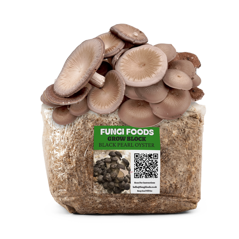 Black Pearl Oyster Mushroom Grow Kit Fruiting Block