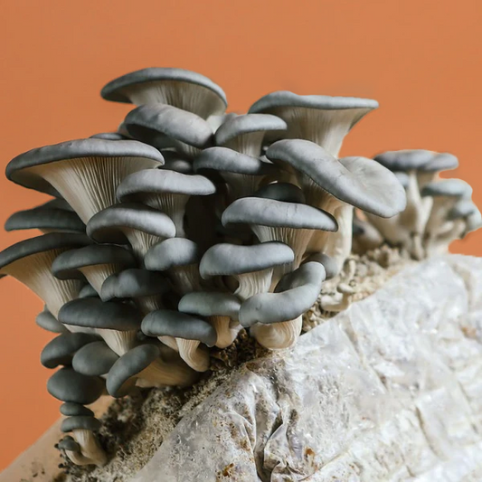 Blue Oyster Mushroom Grow Kit Fruiting Block