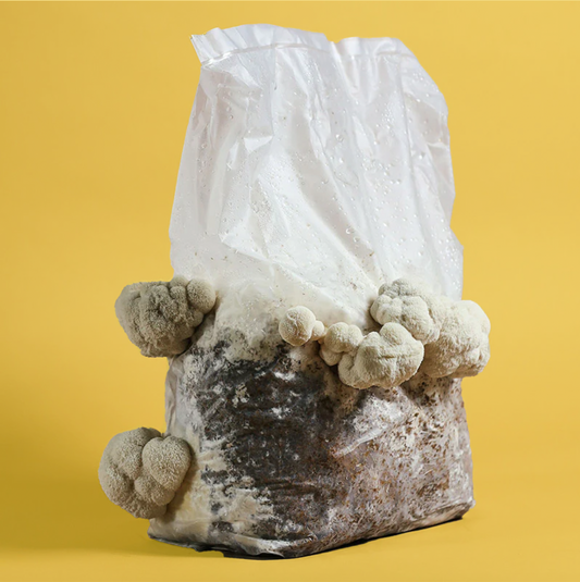 Lion's Mane Mushroom Grow Kit Fruiting Block