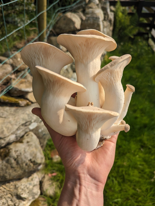 King Oyster Mushroom Grow Kit Fruiting Block